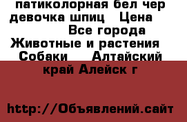 патиколорная бел/чер девочка шпиц › Цена ­ 15 000 - Все города Животные и растения » Собаки   . Алтайский край,Алейск г.